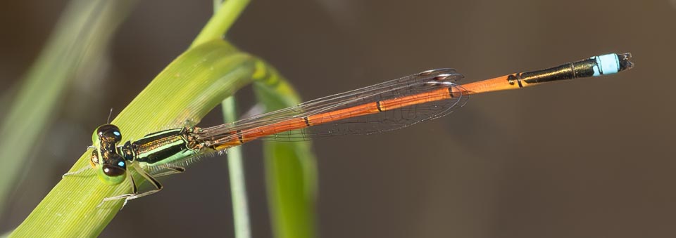 Ischnura aurora (Aurora Bluetail) male-6.jpg